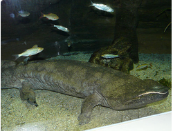 Китайская исполинская саламандра(Andrias davidianus)