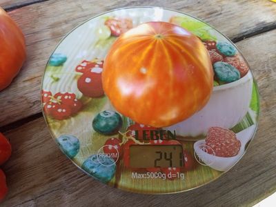 Томат Каркиано (Karkiano), Испания