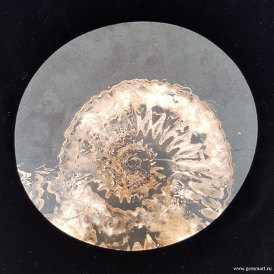 Аммонит, кальцит, полированный с 2-х сторон спил. Россия.