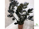 Замиокулькас Равен (Ворон) / Zamioculcas Raven
