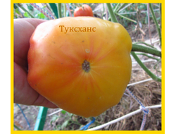 Томат Туксханс красно-жёлтый (Tuxhorn’s Red and Yellow)