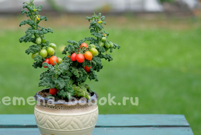 Томат Curly Kaley (Кудрявый Кейли), 7 шт