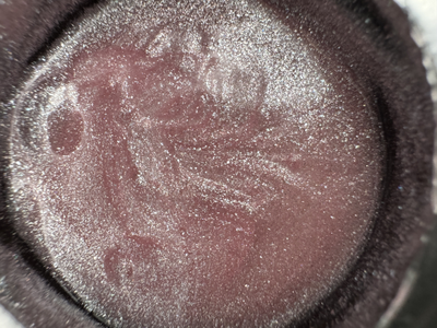 Melior Low Viscosity #210