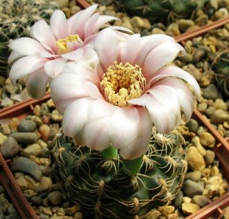 Gymnocalycium parvulum VG-502 - 5 семян