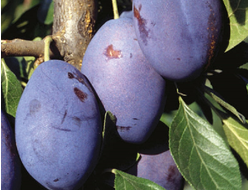 Волат (слива)