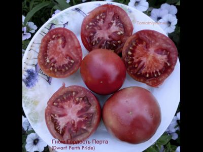Томат Гном Гордость Перта (Dwarf Perth Pride)
