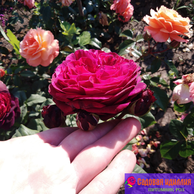 Графин фон Хандерберг (Grafin von Hardenberg)