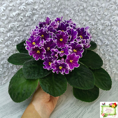 АВ-Просто Космос (Фиалковод) 2019 г.