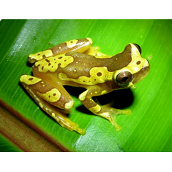 Квакша-песочные часы (Hyla ebraccata, илиDendropsophus ebraccatus)