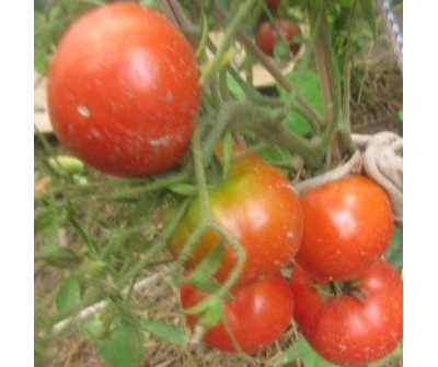 Томат Юбилейный Тарасенко