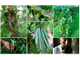 Ваниль плосколистная (Vanilla planifolia) абсолю