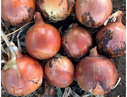 ЛУК "АРЗАМАССКИЙ"