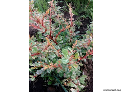 Барбарис Тунберга Natasza - фото в ландшафте - красовский-сад.рф