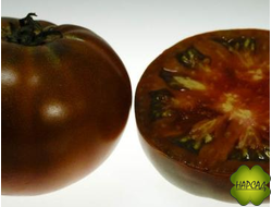 ТОМАТ "ПОЛЬ РОБСОН" (1,2м, 250г, очень вкусный)