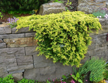 Можжевельник горизонтальный Голден Карпет (Juniperus horizontalis Golden Carpet)