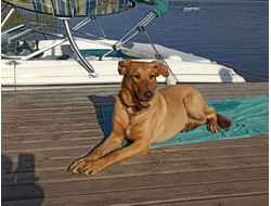 Хвостики, нашедшие семью!