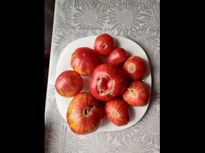 Томат Анна Мейер (Anna Meyer)