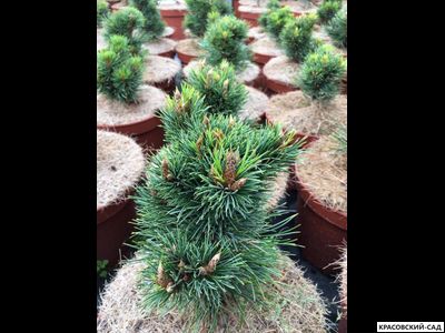 Сосна кедровая европейская Ортлер - Ortler