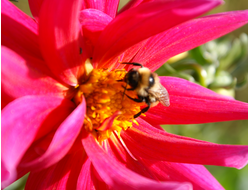 Купить греющую картину с фото цветок и шмель