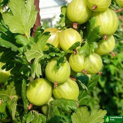 Крыжовник "Берилл"