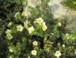 Тилфорд Крим лапчатка кустарниковая(Potentilla fruticosa Tilford Cream)(15-30/3л)