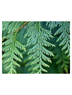 Cedar leaf EO / Кедр лист 100% эфирное масло