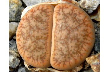 Lithops pseudotruncatella (Литопс ложноусечённый)