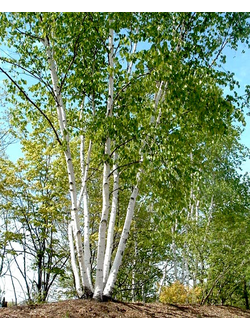 Береза бумажная