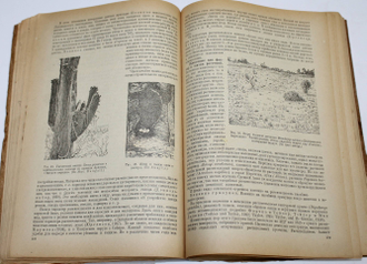 Кашкаров Д.Н. Основы экологии животных. Л.: Учпедгиз, 1945.