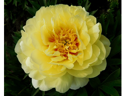 Пионы (Paeonia)
