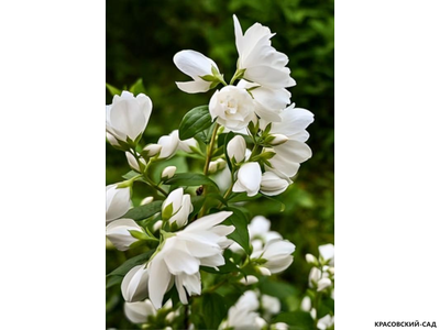 Чубушник Манто д'Эрмин