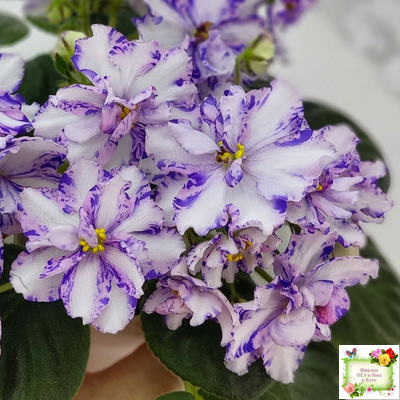 МК-Ветер Перемен (М. Карпова) химера стандарт (стартер сорт)