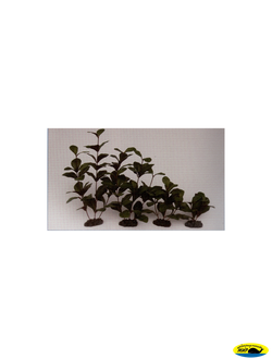 81005-20 Растение шелк. Гигрофила 20см