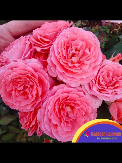 Институт Люмьер (Institut Lumiere)