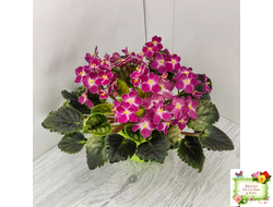 Mac's Scorching Sun (G. McDonald) (лист посажен 29.10.25)