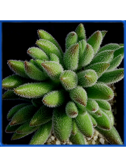 Crassula mesembryanthemoides ssp. hispida