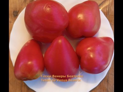 Томат Сосок Венеры Беатрикс (Teton de Venus Beatrix), Польша