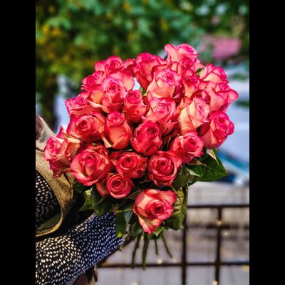 Роза Эквадор "Карусель" 60 см 25 шт