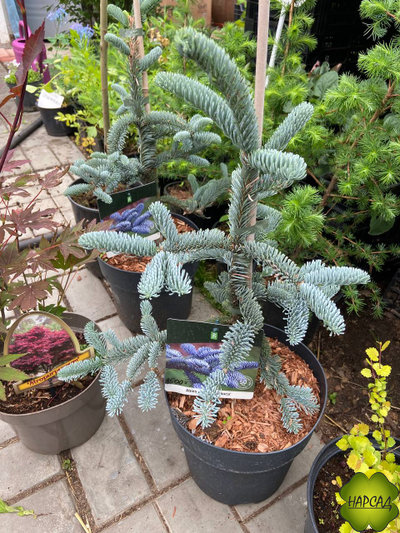 ПИХТА БЛАГОРОДНАЯ "ГЛАУКА" (Abies procera Glauca) (саженец 50 см, вырастает до 3 м)