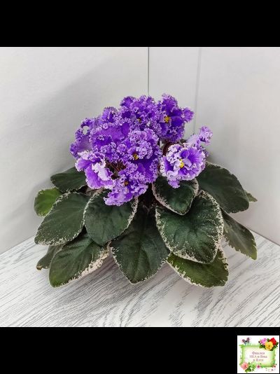 Н-Озёрный Край (Н. Бердникова) 2018