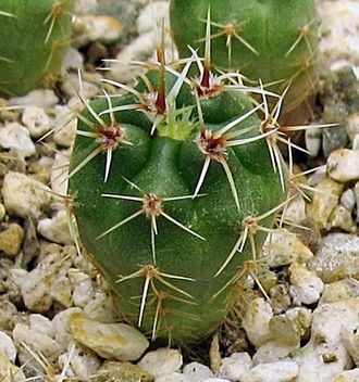 Gymnocalycium achirasense VG 705a