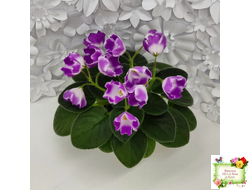 SimSim Magic Bells (Alex Mayer) (лист посажен 07.10.25)