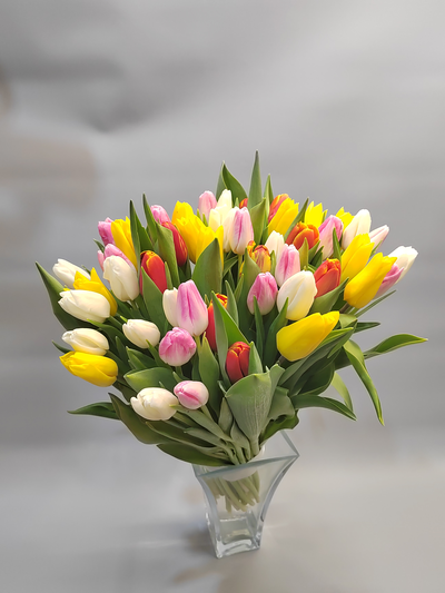 Букет из желтых/красных/белых/розовых/МИКС крупных тюльпанов 51 шт.