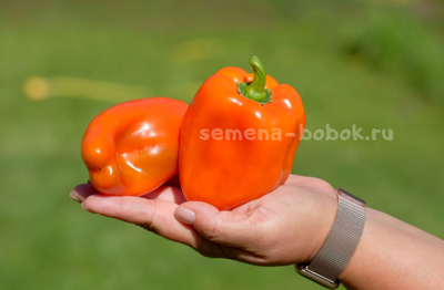 Перец сладкий Гюнстлинг, 10 шт