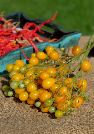 Томат Ildi (Ильди), 10 шт