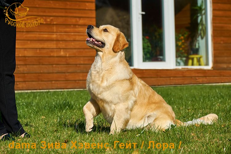 дама Зива Хэвенс Гейт = ZIVA HEAVEN'S GATE /Лора/