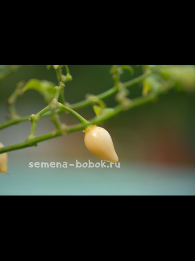 Перец острый BIQUINHO SALMON, 10 шт