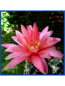 Gymnocalycium baldianum VG 071