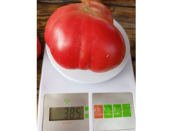 Томат гном ОПО (OPO)