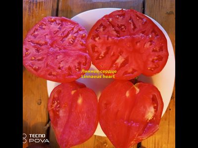 Томат Бычье Сердце Линни (Linnie’s Oxheart), США